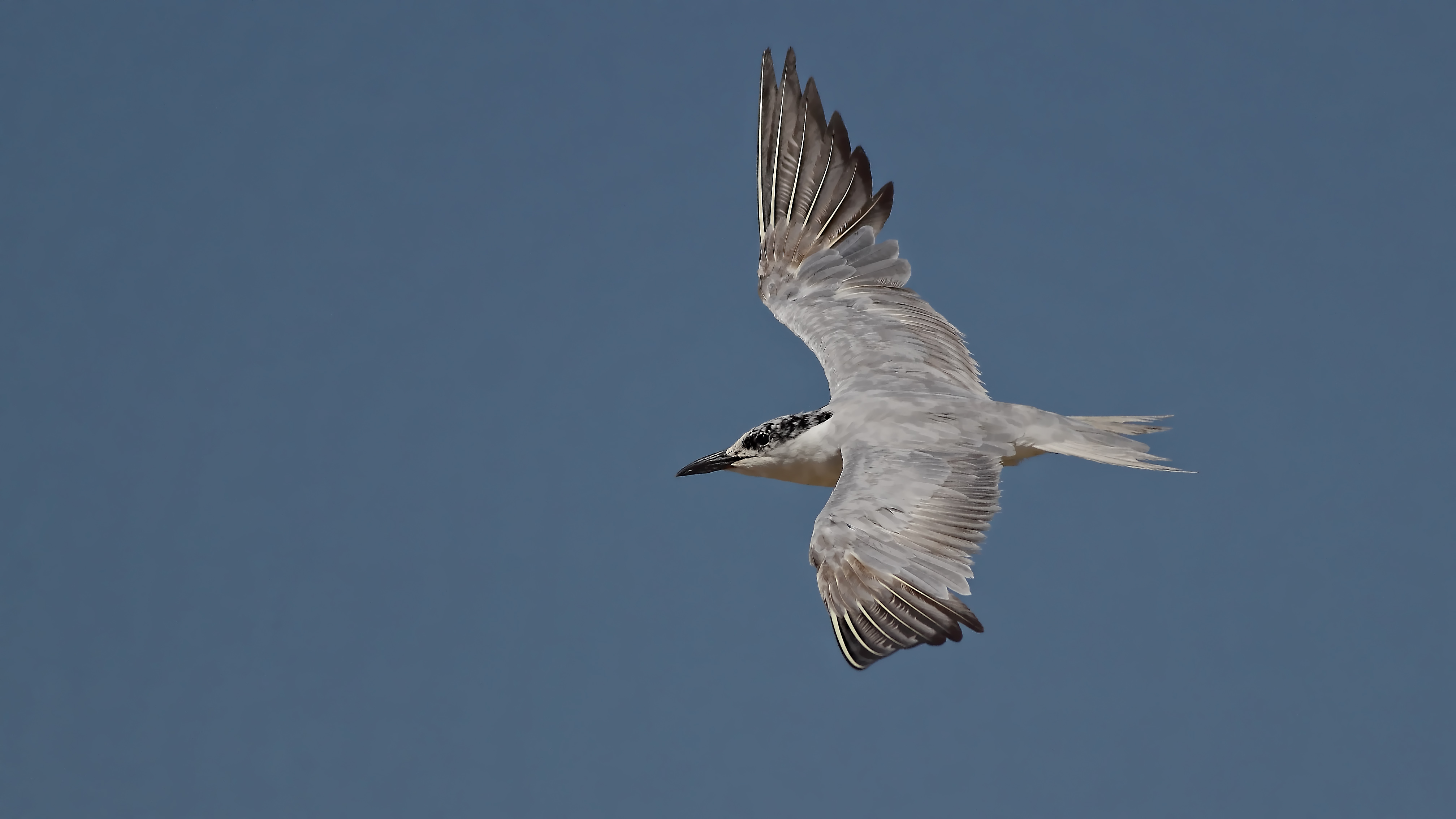 Gull-billed Tern